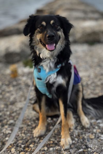 ruede-adoptieren-batman-hunderettung-europa