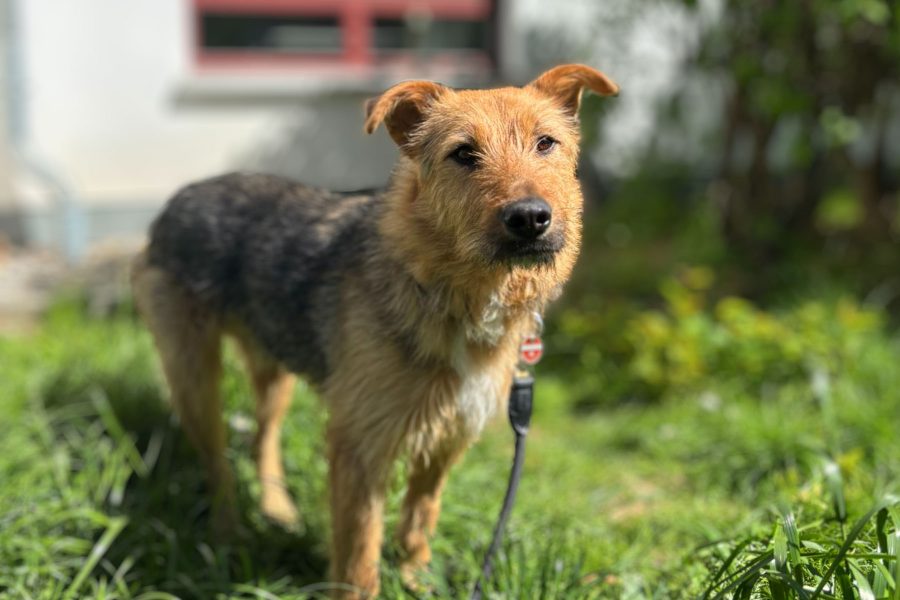 ruede-adoptieren-fido-hunderettung-europa