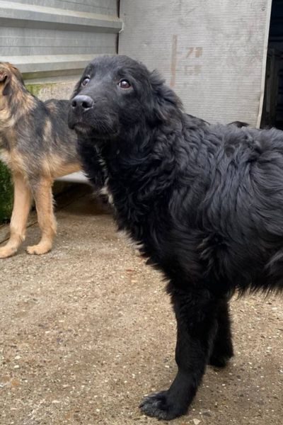 Hund mit schwarzem Fell schaut in die Kamera.