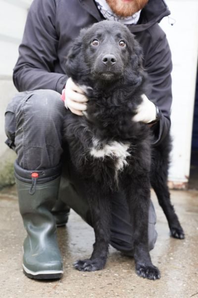 Hund mit schwarzem Fell schaut in die Kamera.