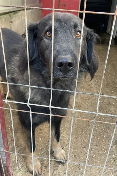 Schwarz-grauer Herdenschutzhund Archie schaut in die Kamera