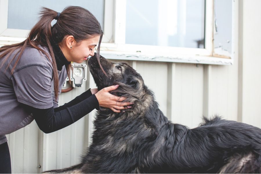 Schwarz-grauer Herdenschutzhund Archie schaut eine Pflegerin an