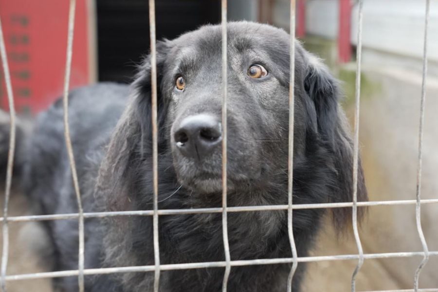 Schwarz-grauer Herdenschutzhund Archie schaut in die Kamera