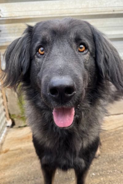 Schwarz-grauer Herdenschutzhund Archie schaut in die Kamera