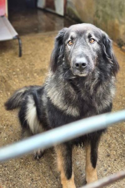 Schwarz-grauer Herdenschutzhund Archie schaut in die Kamera