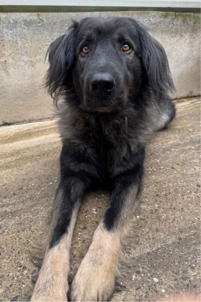 Schwarz-grauer Herdenschutzhund Archie schaut in die Kamera