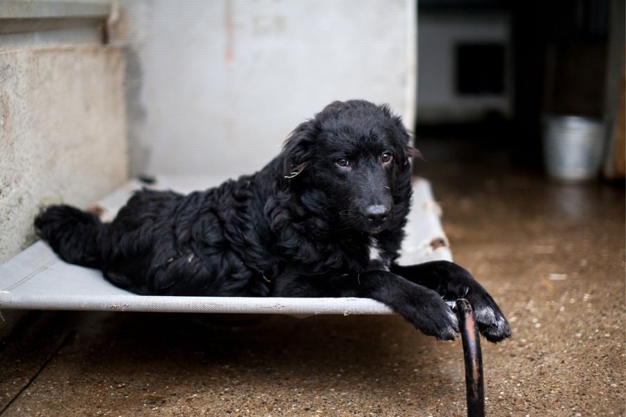 Hund mit schwarzem Fell schaut in die Kamera.