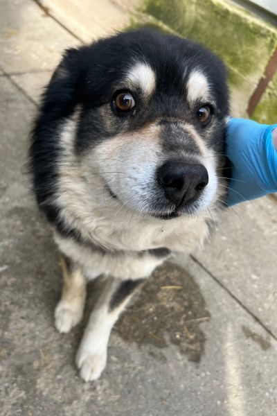 Rüde Roderick blickt neugierig in die Kamera.