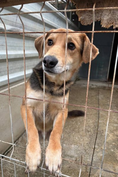 Schwarz brauner Hund schaut durch die Gitterstäbe aus dem Zwinger