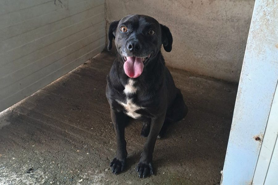 Schwarzer Hund sitzt und schaut in die Kamera