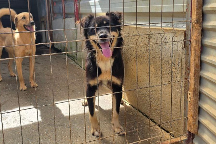 Schwarz beiger Hund steht im Zwinger und schaut in die Kamera