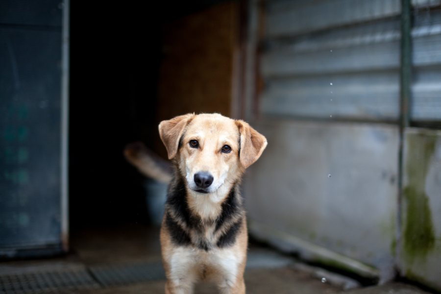 Schwarz brauner Hund schaut in die Kamera