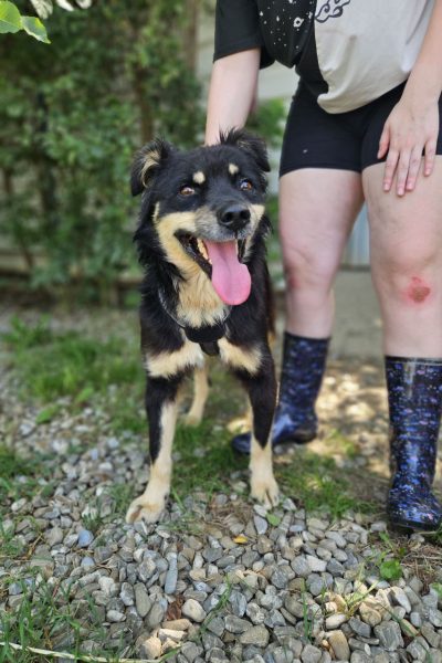 Schwarz beiger Hund steht neben einer Pflegerin und schaut in die Kamera