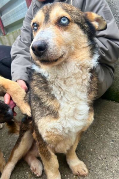 Rüde Arthur lässt sich im Zwinger streicheln und schaut in die Kamera.