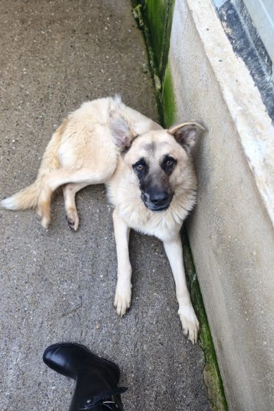 Beiger Hund liegt im Zwinger