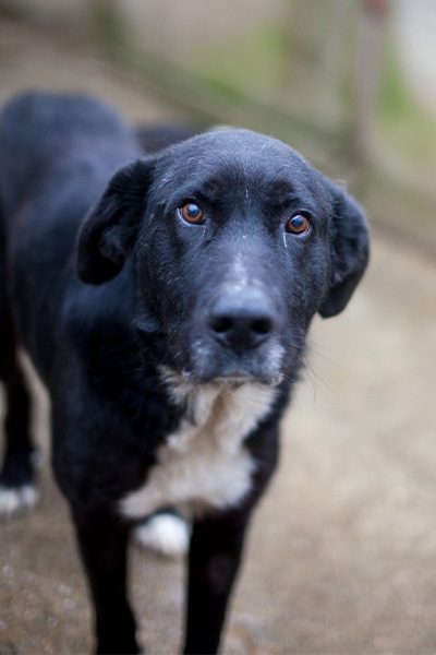 ruede-aus-dem-tierschutz-kibito-hunderettung-europa