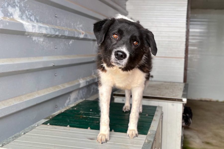 ruede-aus-dem-tierschutz-minosch-hunderettung-europa