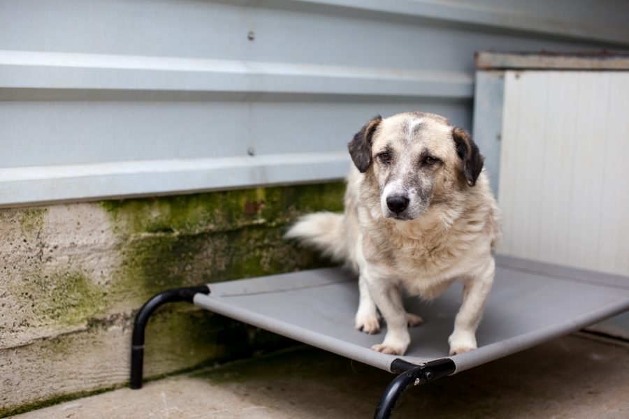 ruede-aus-dem-tierschutz-rumänien-ennio-hunderettung-europa