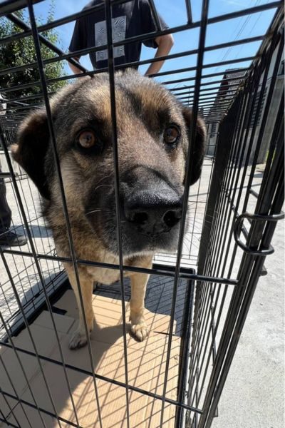Der brau-schwarze Rüde Cosmo bei seiner Rettung in einer Transportbox.