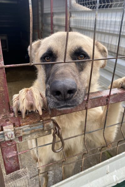 Beiger Rüde steht am Gitter im Zwinger