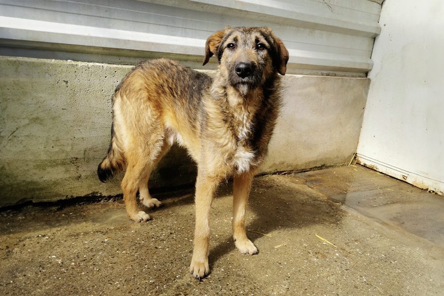 Scone Steht in seinem Shelter und schaut in die Kamera