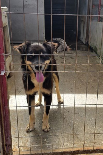 Schwarz beiger Hund steht im Zwinger und schaut in die Kamera