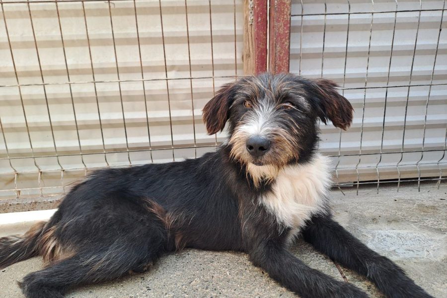 Brauner, langhaariger Hund mit weißer Schnauze liegt im Zwinger