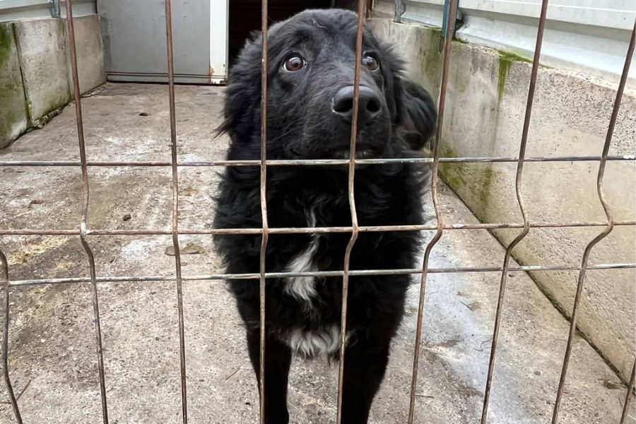 Hund mit schwarzem Fell schaut in die Kamera.