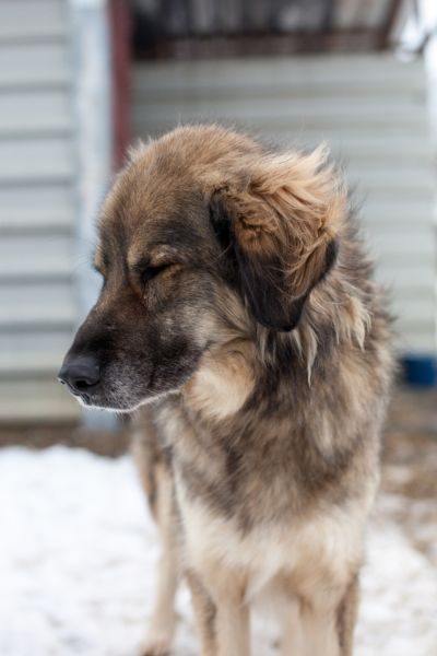 Rüde Bo guckt aufmerksam.