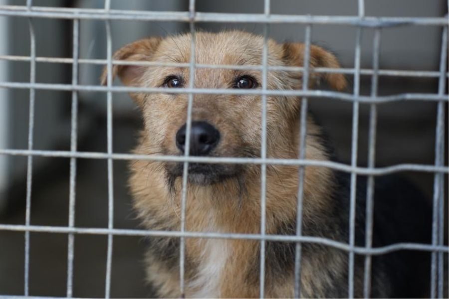 Der dreifarbige Rüde Fido steht am Gitter.