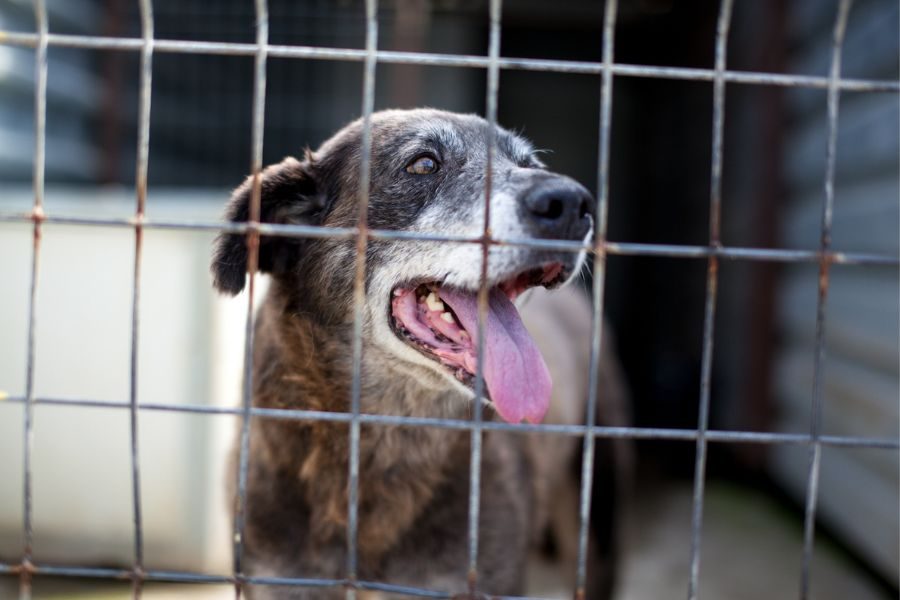 Der braune, große Senior Pepsi in seinem Zwinger.