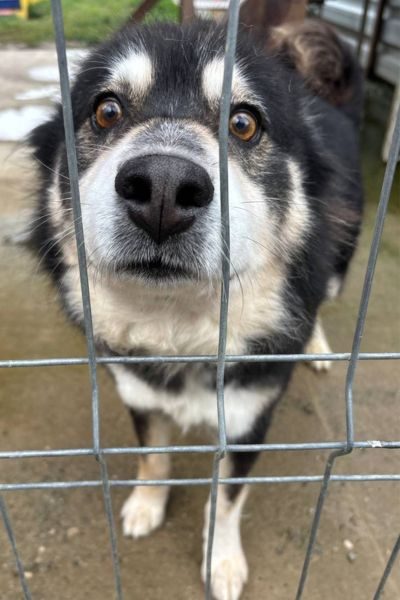 Rüde Roderick blickt neugierig in die Kamera.