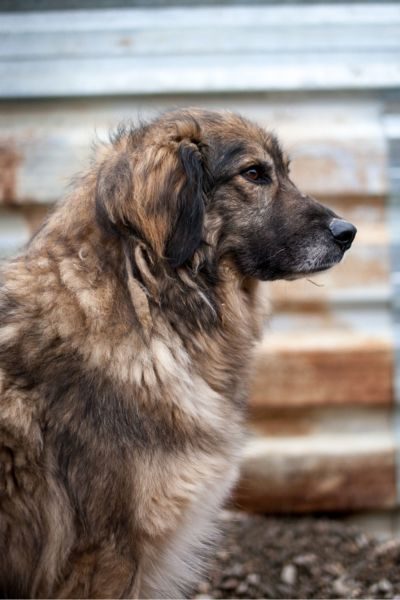 Rüde Bo guckt aufmerksam.
