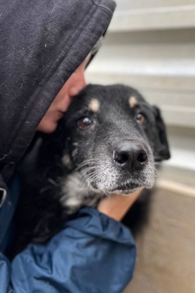 Der schwarze Oldie Bruno schaut in die Kamera.