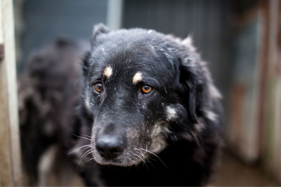 Der schwarze Oldie Bruno schaut in die Kamera.