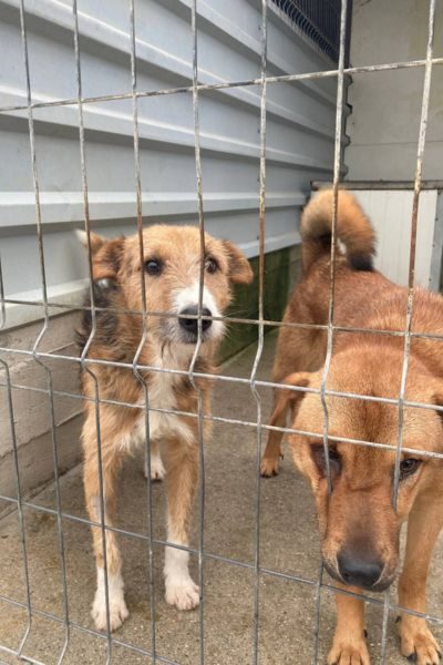 Der braune Rüde Caleb schaut in die Kamera.