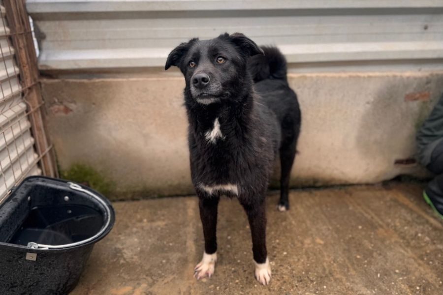 Der schwarze Rüde Chicago schaut in die Kamera.