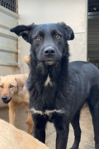 Der schwarze Rüde Chicago schaut in die Kamera.