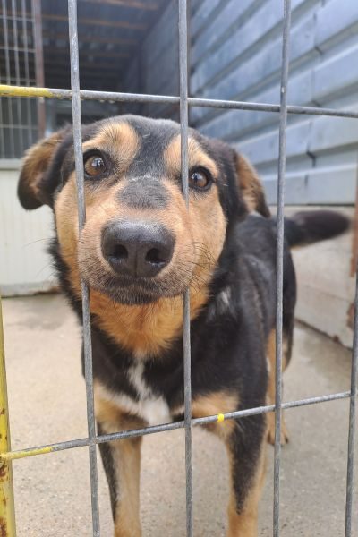 Cola schaut traurig aus dem Zwinger.