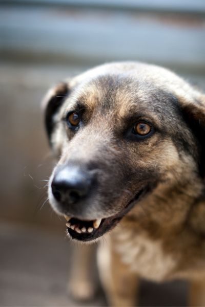 Cosmo schaut in die Kamera.