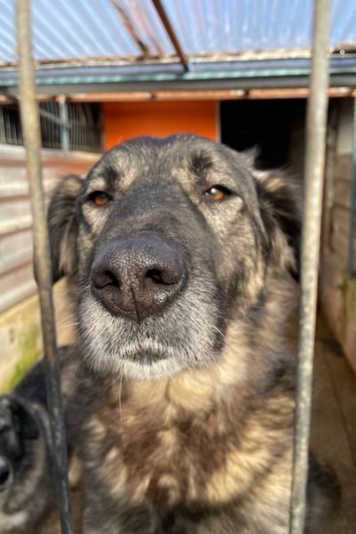 Der braun-schwarze Rüde Eddie schaut in die Kamera.