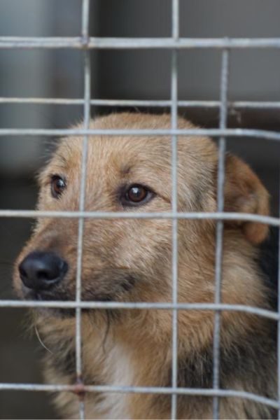 Der dreifarbige Rüde Fido schaut in die Kamera.