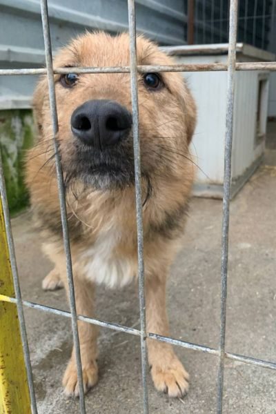 Der dreifarbige Rüde Fido steht am Gitter.