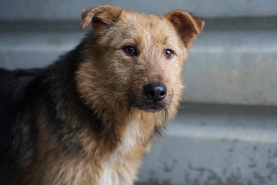 Der dreifarbige Rüde Fido schaut in die Kamera.