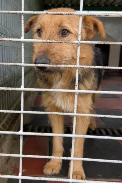 Der dreifarbige Rüde Fido steht am Gitter.