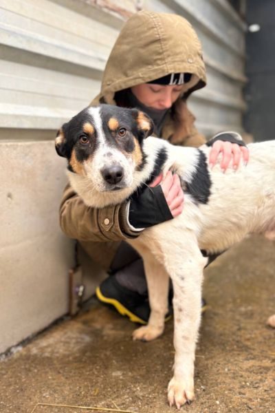 Dreifarbiger Rüde Flash schaut in die Kamera.