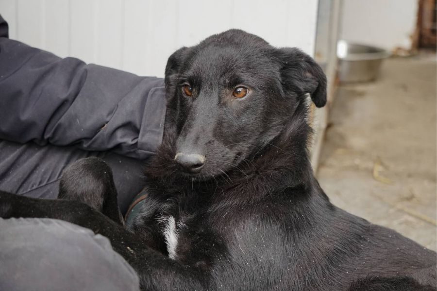 Der schwarze Rüde Jaron wird gestreichelt.