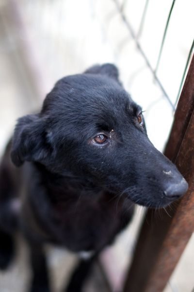 Der schwarze Rüde Jaron schaut sehnsüchtig in die Kamera.