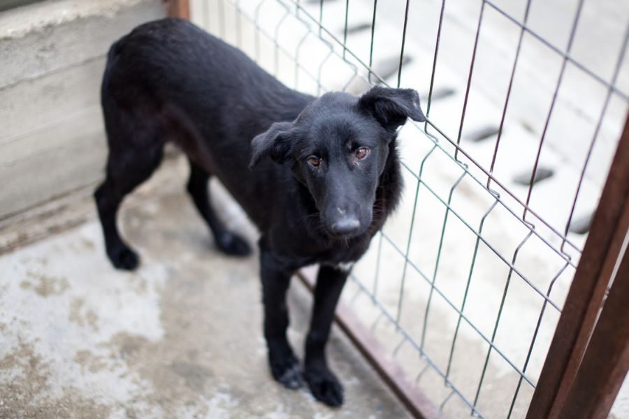 Der schwarze Rüde Jaron schaut sehnsüchtig in die Kamera.