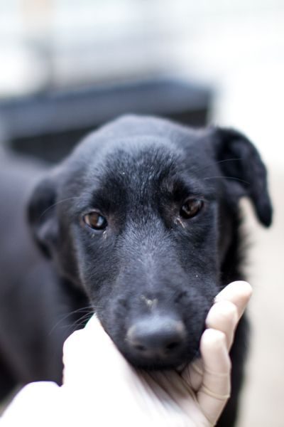 Der schwarze Rüde Jaron schaut sehnsüchtig in die Kamera.